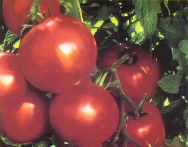 Cream of the New Crops for 1983 Image